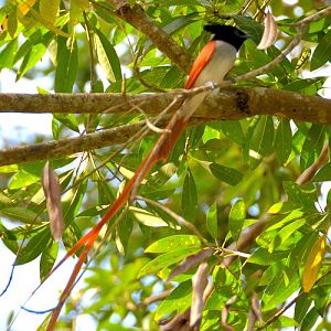 Paradise flycatcher.