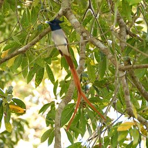Paradise flycatcher.