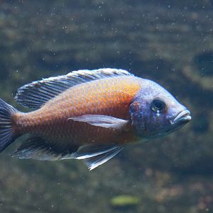 Malawi cichlid ID - Zoo Antwerpen aquarium (2)