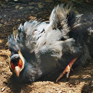 Blue eared pheasant (Crossoptilon auritum)