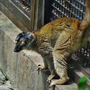 Common brown lemur (Eulemur fulvus)