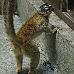 Common brown lemur (Eulemur fulvus)