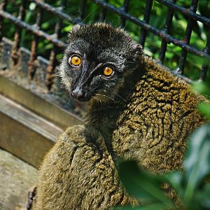 Common brown lemur (Eulemur fulvus)