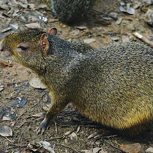 Azara's agouti (Dasyprocta azarae)