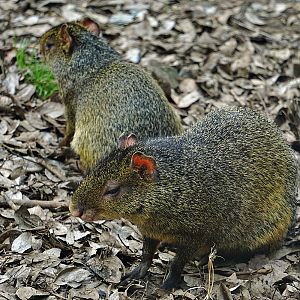 Azara's agouti (Dasyprocta azarae)
