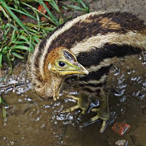 Southern cassowary nestling