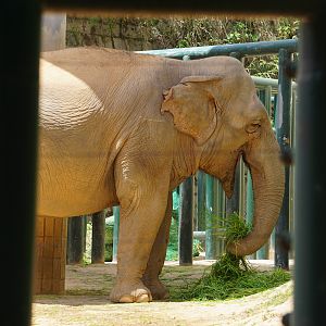 Asian elephant