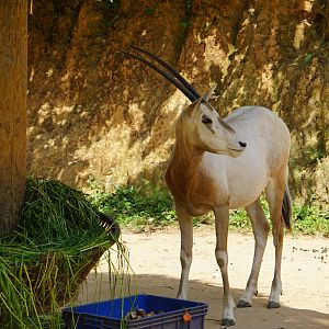 Scimitar oryx