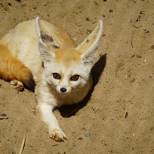 Fennec fox