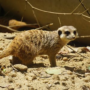 Meerkat