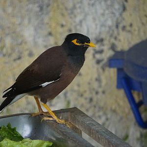 Common myna