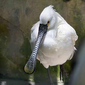 Eurasian spoonbill