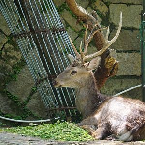 Sika deer