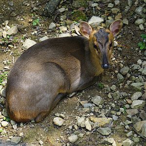 Reeves's muntjac