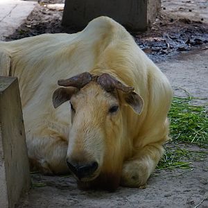 Golden takin