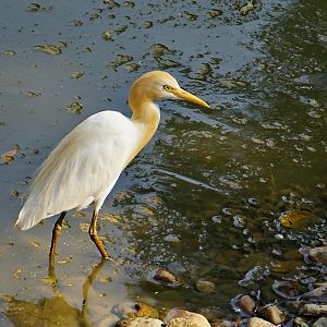 Cattle egret