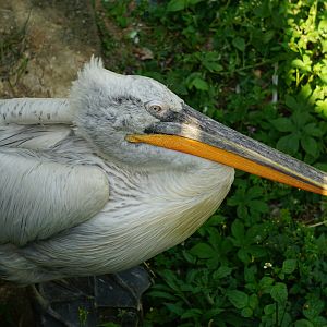 Dalmatian pelican