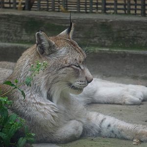 Eurasian lynx