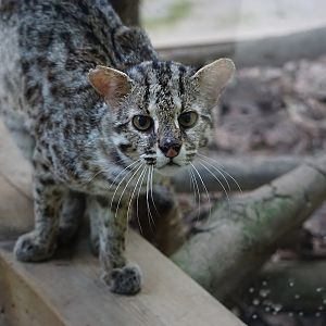 Leopard cat