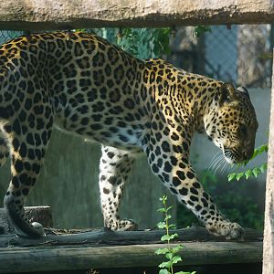 Leopard