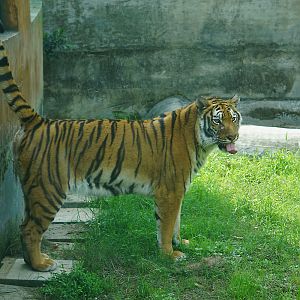 South china tiger