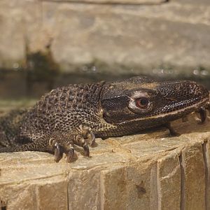 Roughneck monitor lizard