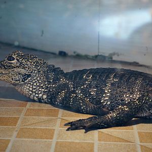 Chinese alligator
