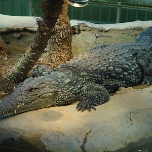 Nile crocodile