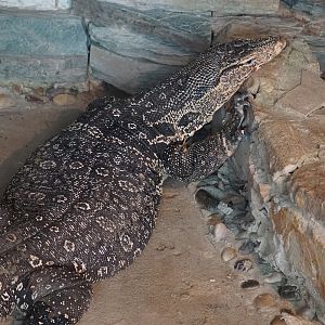 Asian water monitor
