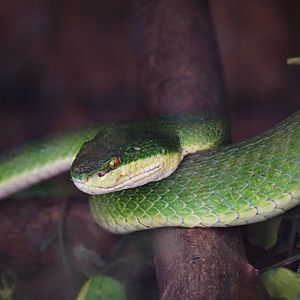Trimeresurus albolabris