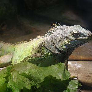 Green iguana