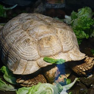 African spurred tortoise