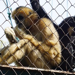 White-cheeked gibbon