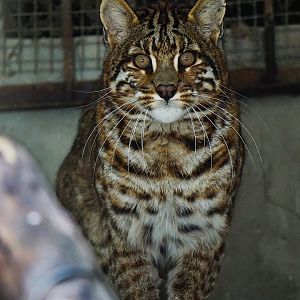 Asian golden cat with spots in Shehong zoo