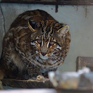 Asian golden cat with spots in Shehong zoo
