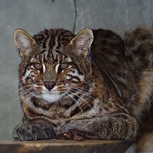 Asian golden cat with spots in Shehong zoo