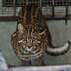 Asian golden cat with spots in Shehong zoo