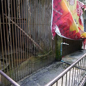 The enclosure for golden cat in Shehong zoo