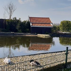 Black swan enclosure