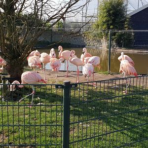 Chilean flamingo enclosure