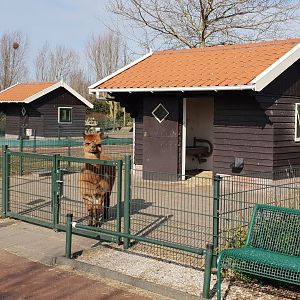 Alpaca enclosure