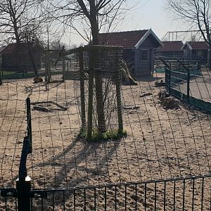 Patagonian mara enclosure
