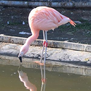 Chilean flamingo