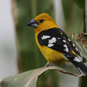 Golden grosbeak