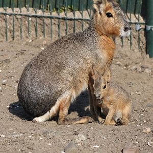 Patagonian mara with young