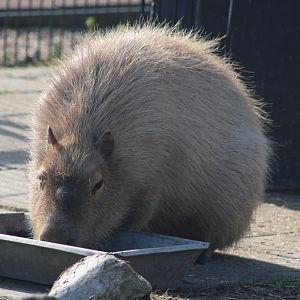 Capybara