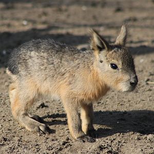Young Patagonian mara