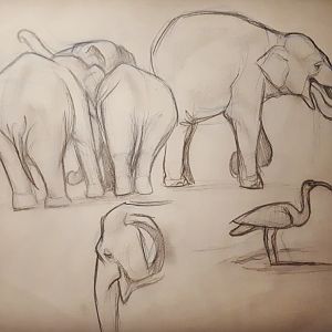 Zoo elephant drawings