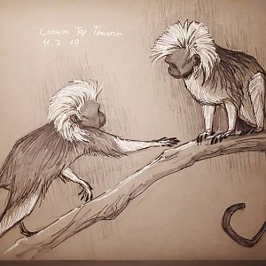 Tamarins