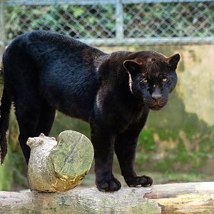 Black jaguar